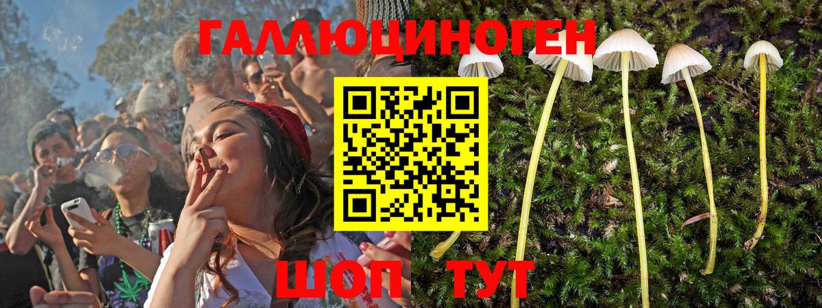 Псилоцибиновые грибы Cubensis Мончегорск